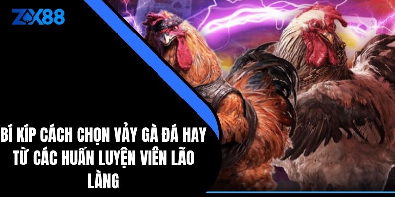 Bí Kíp Cách Chọn Vảy Gà Đá Hay Từ Các huấn luyện viên Lão Làng