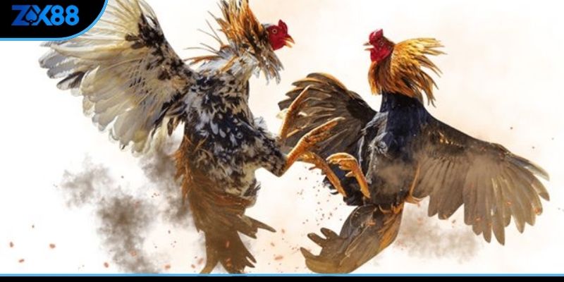Trận đấu đá gà mang đến trải nghiệm kịch tính, cược hấp dẫn